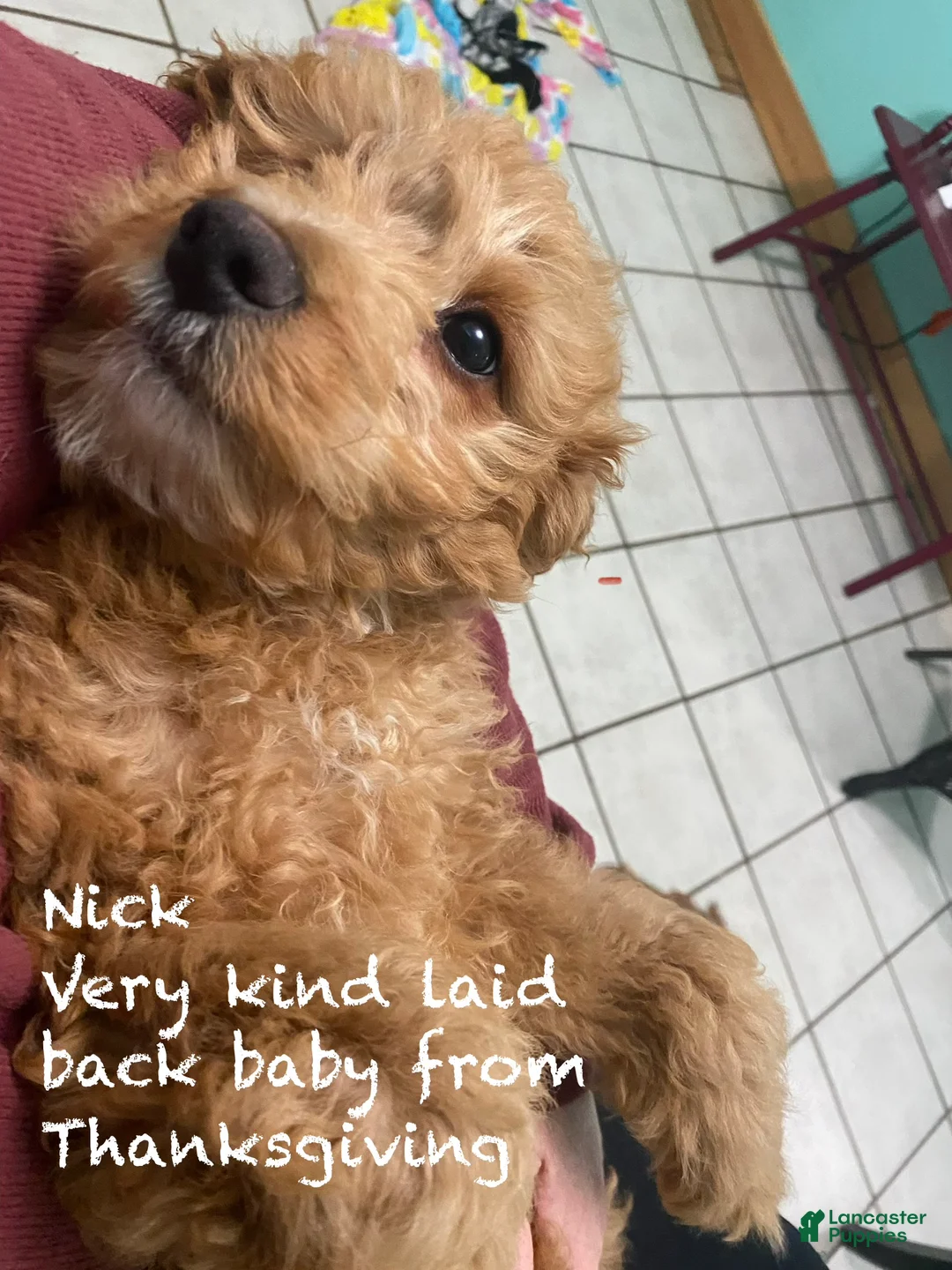 Mini Goldendoodle dogs for sale: Mini Goldendoodle Puppy Nick  - Ad 1