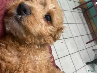 Mini Goldendoodle dogs Mini Goldendoodle Puppy Nick - Ad 17