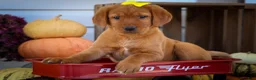 Labrador Retriever dogs for sale: NELLY - Ad 11