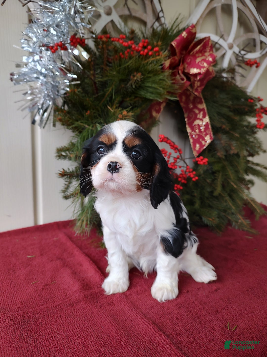 Cavalier King Charles Spaniel dogs for sale: Bruce - Ad 6