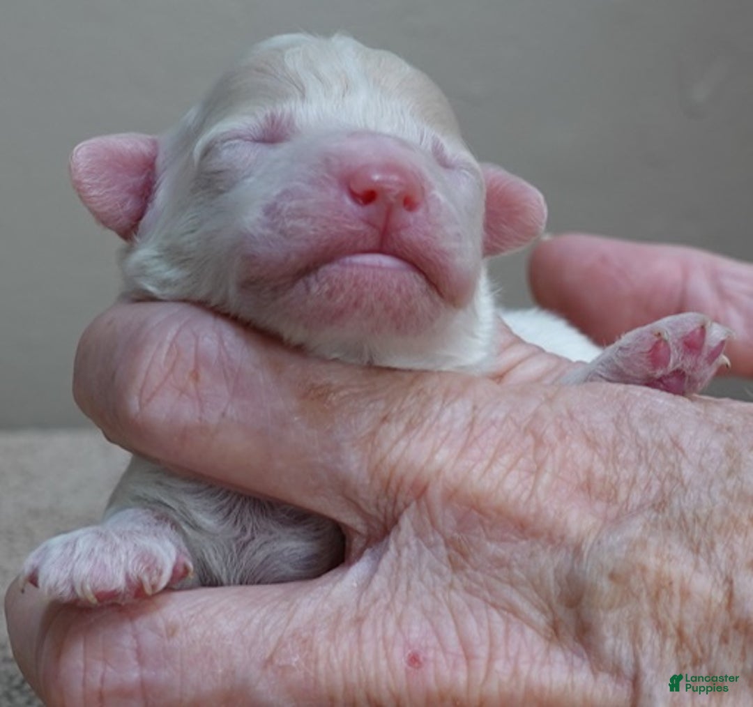 Toy Poodle dogs for sale: Rook!!!!!!!!!!!! - Ad 1