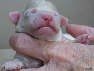 Toy Poodle dogs Rook!!!!!!!!!!!! - Ad 30