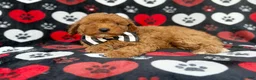 Cavapoo dogs for sale: Abe - Ad 6