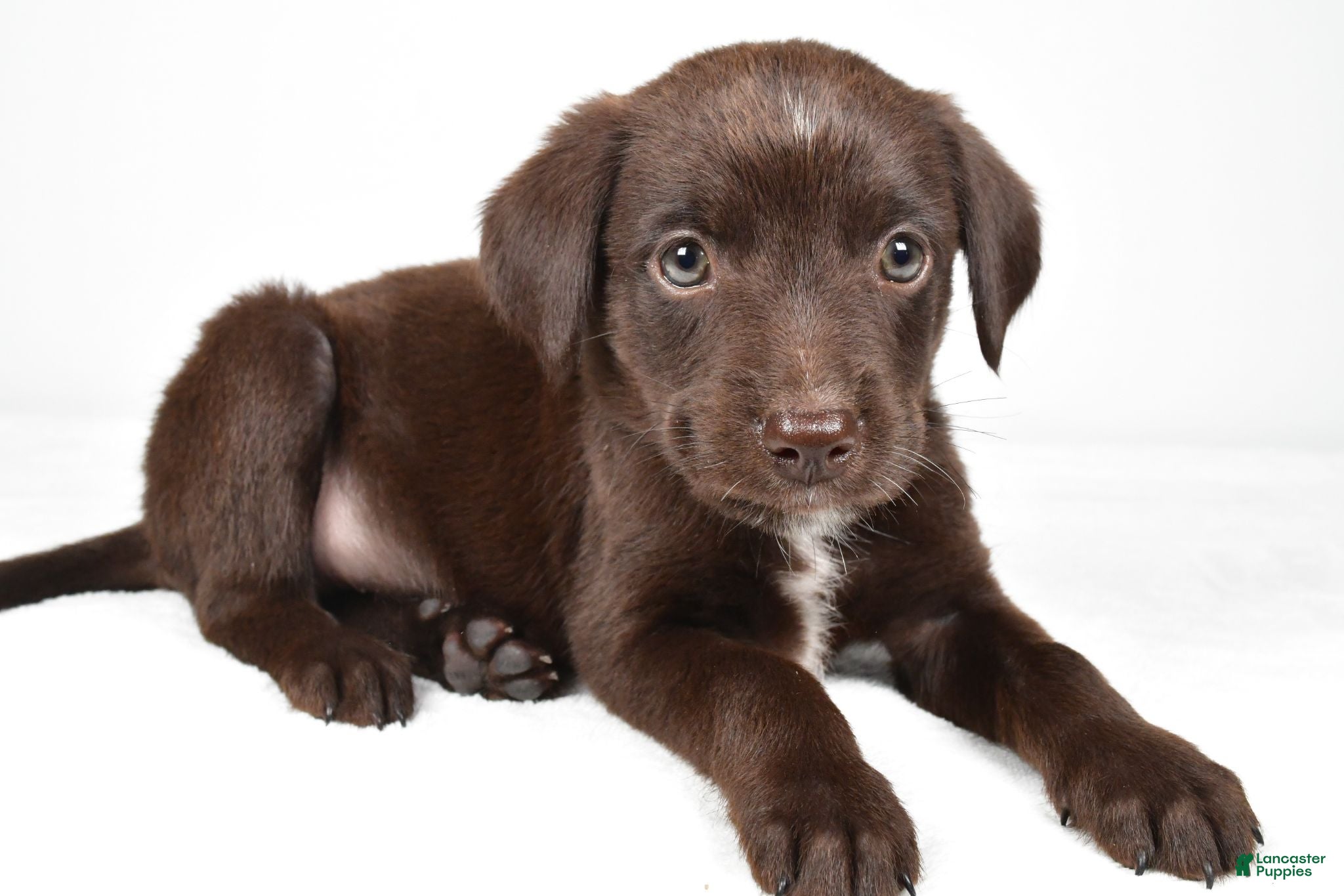 Mixed Breed dogs Ricky - Ad 2