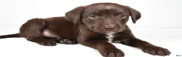 Mixed Breed dogs for sale: Ricky - Ad 2
