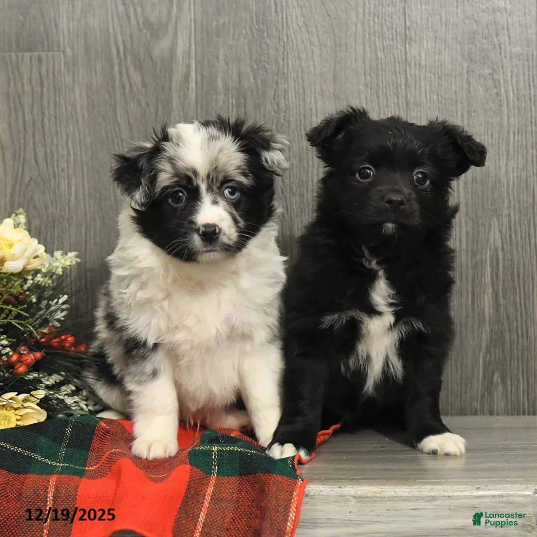 Miniature Australian Shepherd dogs for sale: Cocoa - Ad 9