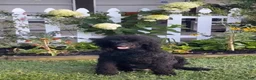 Standard Poodle dogs for sale: Standard Poodle 1 - Ad 10