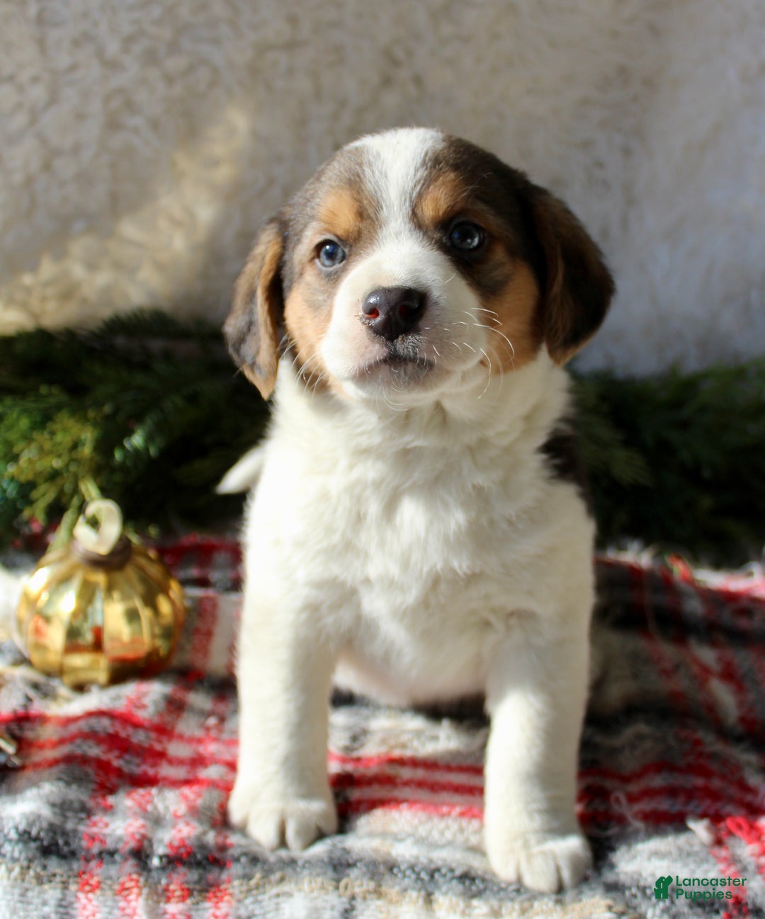 Mixed Breed dogs for sale: Benny - Ad 4