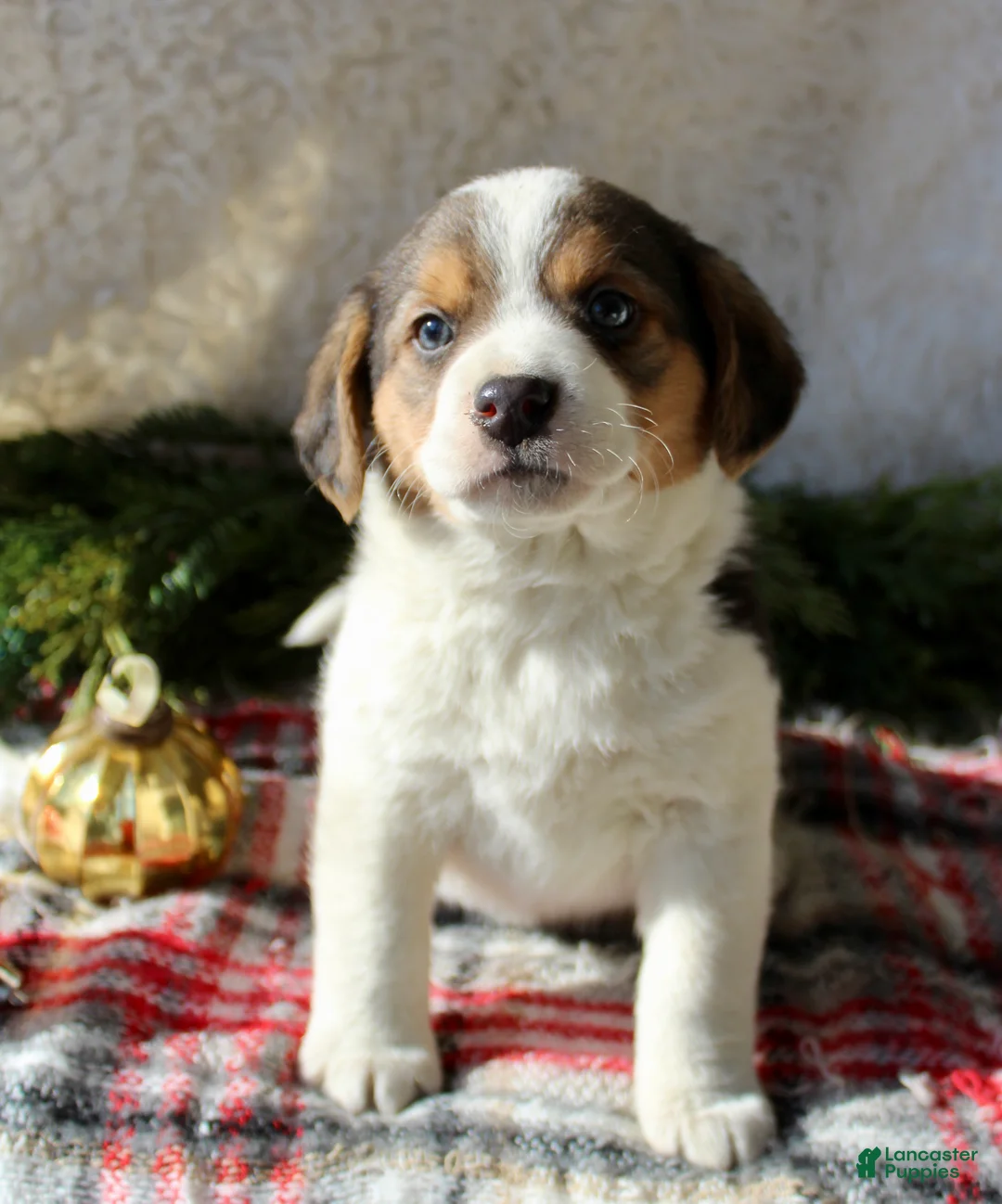 Mixed Breed dogs for sale: Benny - Ad 4