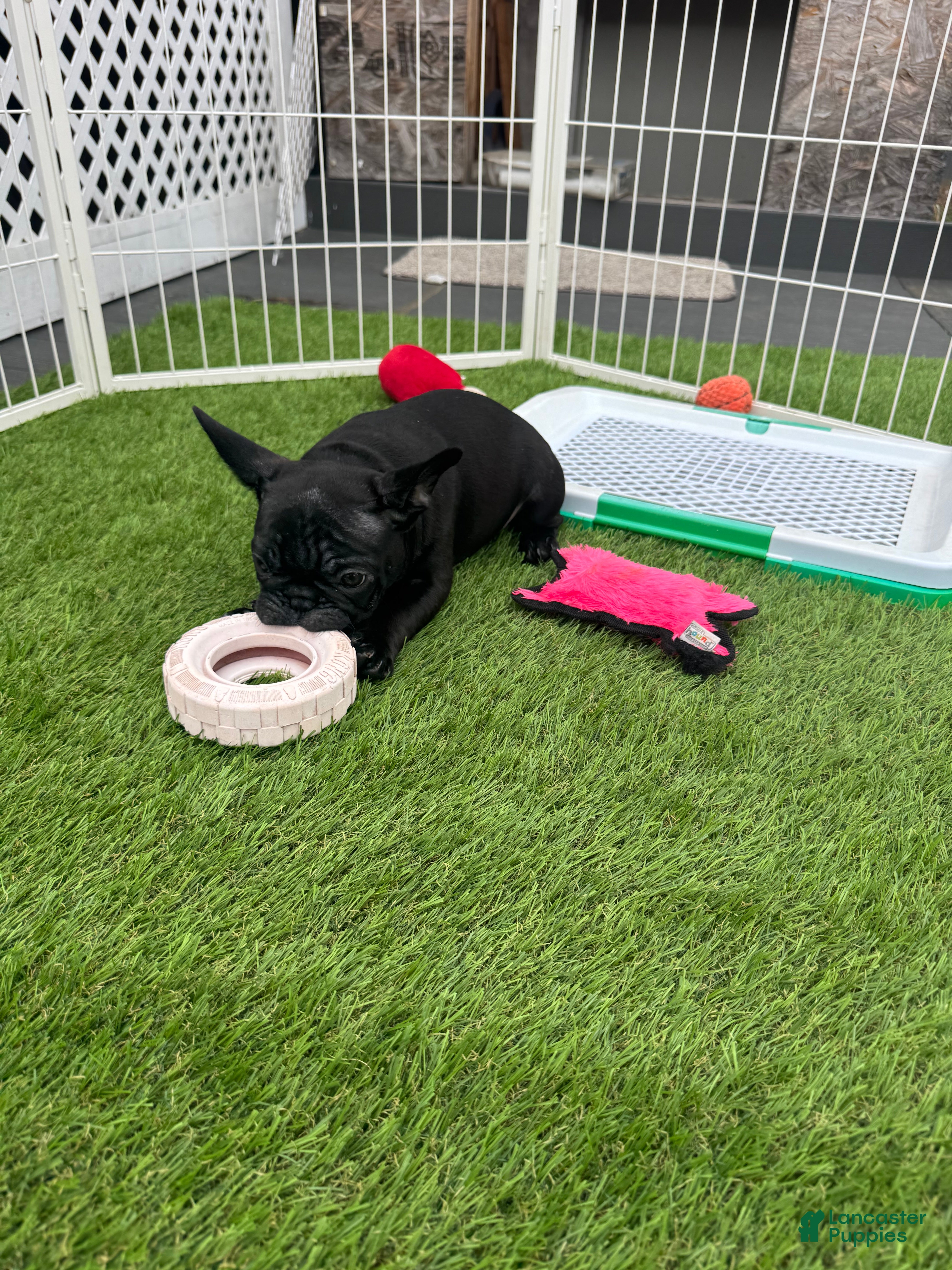 French Bulldog dogs French Bulldog Puppy 4 - Ad 2