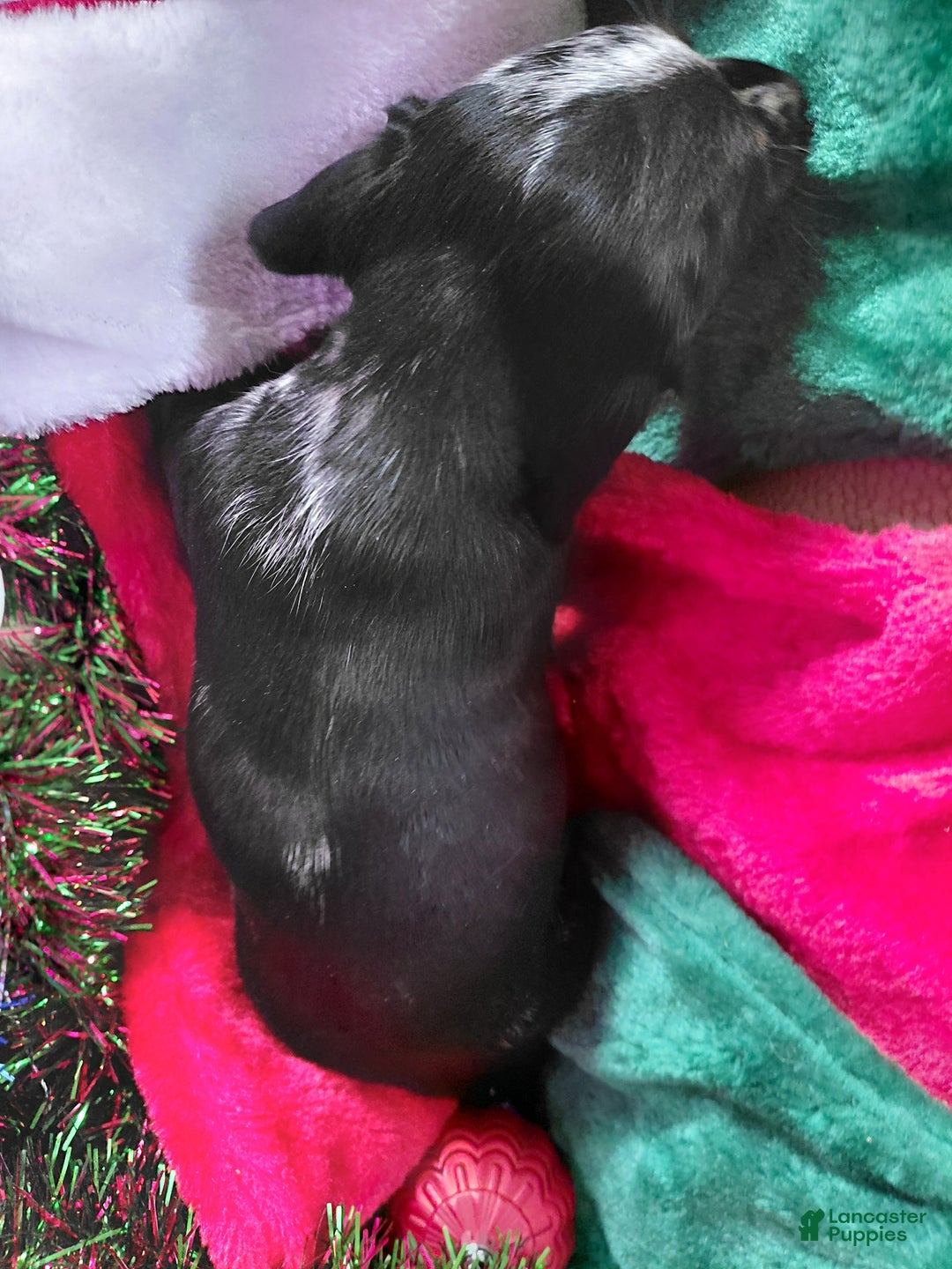 Miniature Dachshund dogs for sale: Miniature Dachshund Puppy 2 - Ad 4