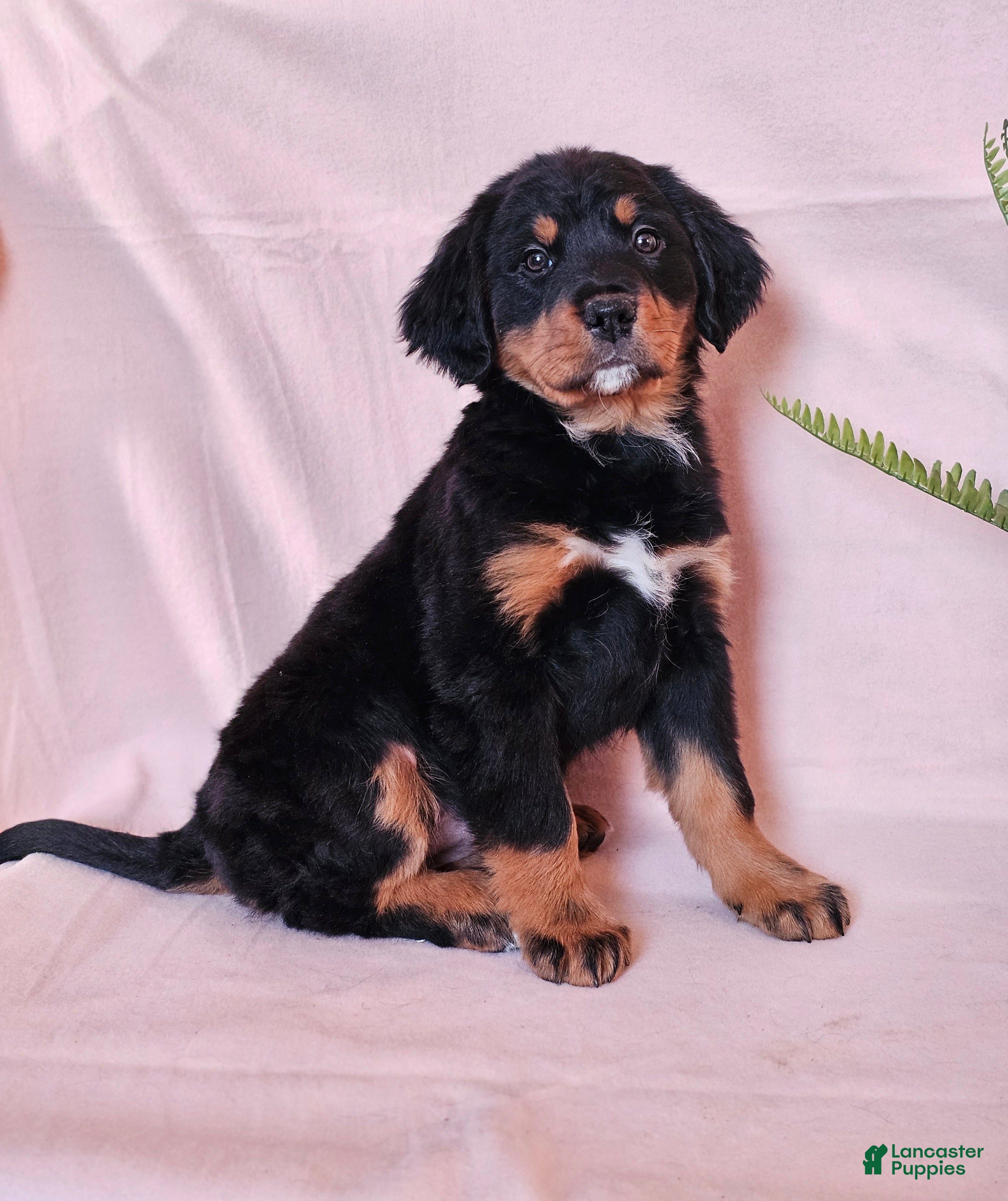 Mixed Breed dogs Poppi - Ad 2