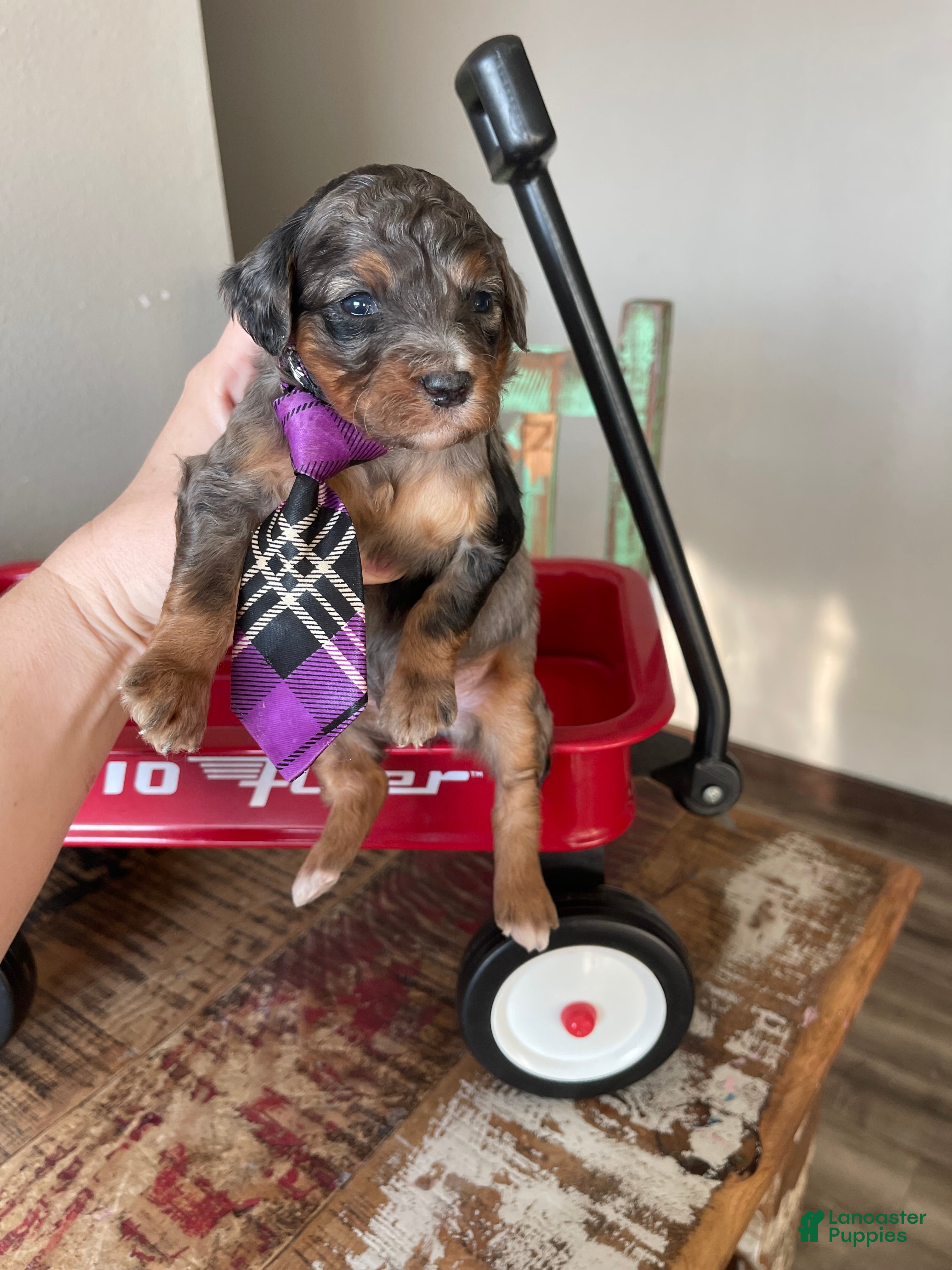 Miniature Poodle dogs Akc Blue Merle Phantom  - Ad 7