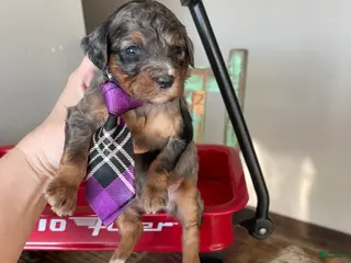 Miniature Poodle dogs Akc Blue Merle Phantom - Ad 7