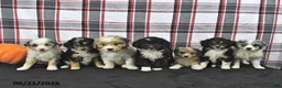 Mini Aussiedoodle dogs for sale: Dusty - Ad 5