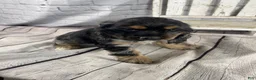 Cocker Spaniel dogs for sale: Wren - Ad 9