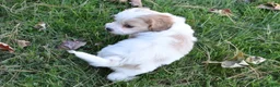 Cavachon dogs for sale: Carter - Ad 4