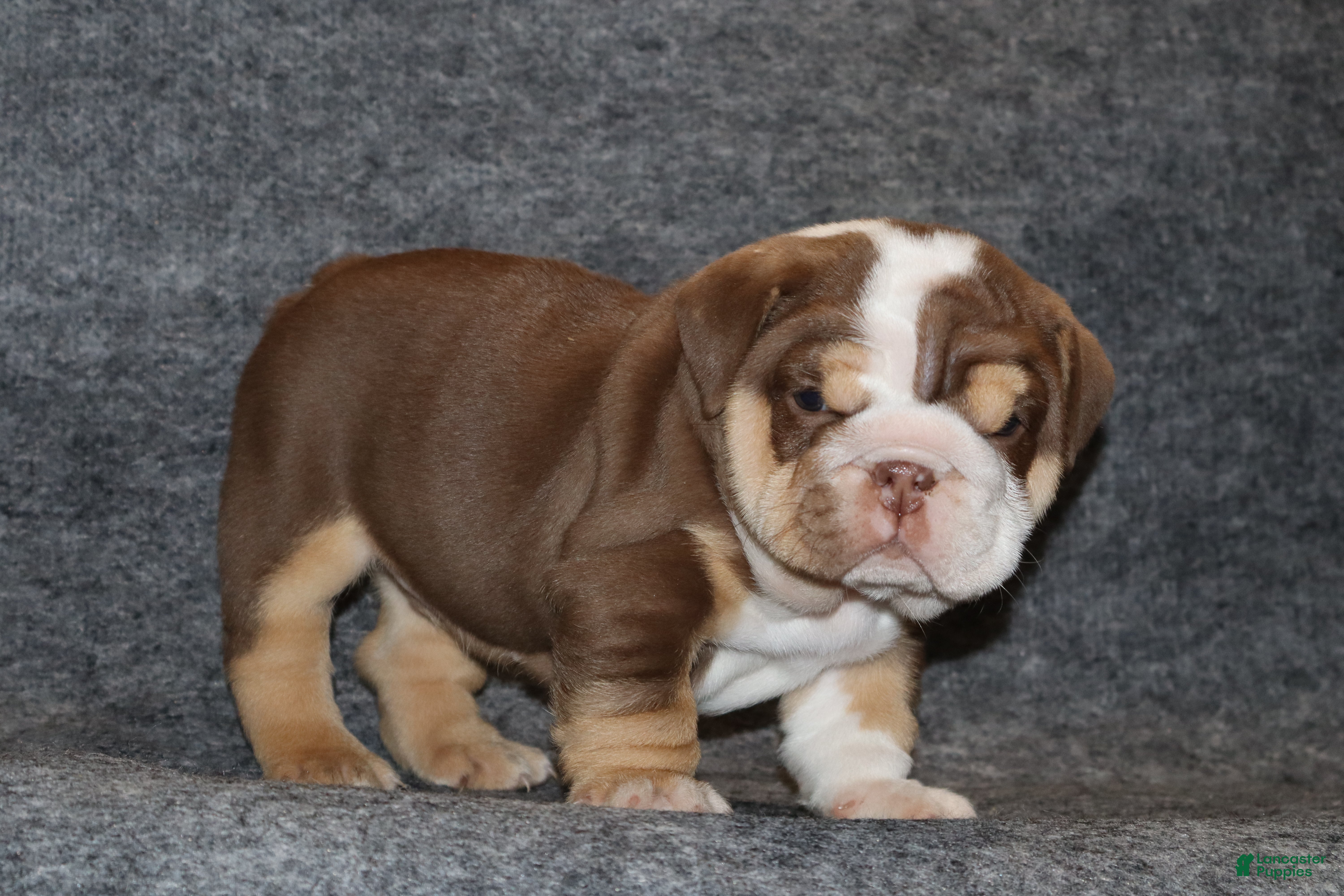 English Bulldog dogs Owen Grant - Ad 1