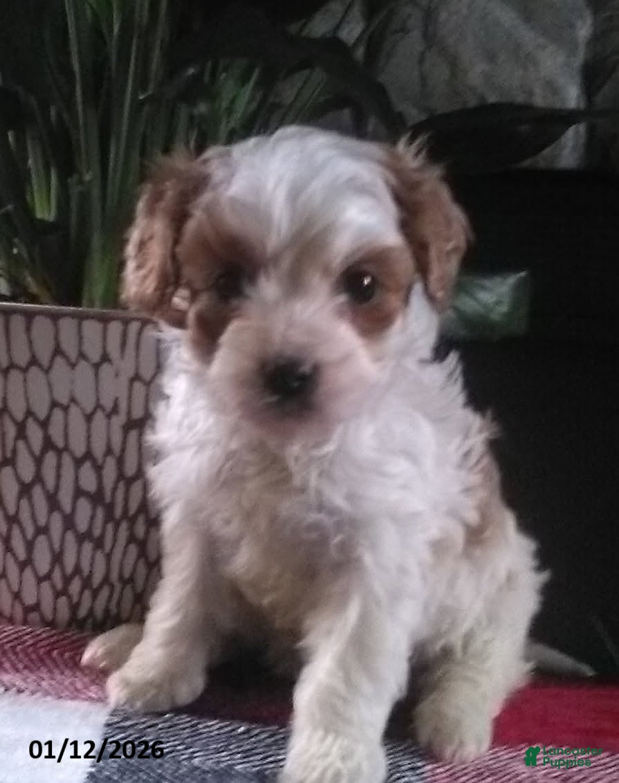 Cavapoo dogs Victor - Ad 39
