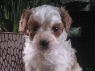Cavapoo dogs Victor - Ad 39