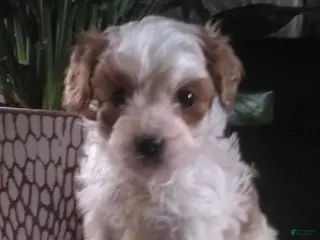 Cavapoo dogs Victor - Ad 24