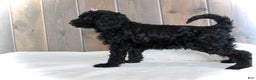 Mini Goldendoodle dogs for sale: Bella - Ad 16