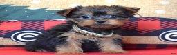 Yorkshire Terrier dogs for sale: Cupid - Ad 11