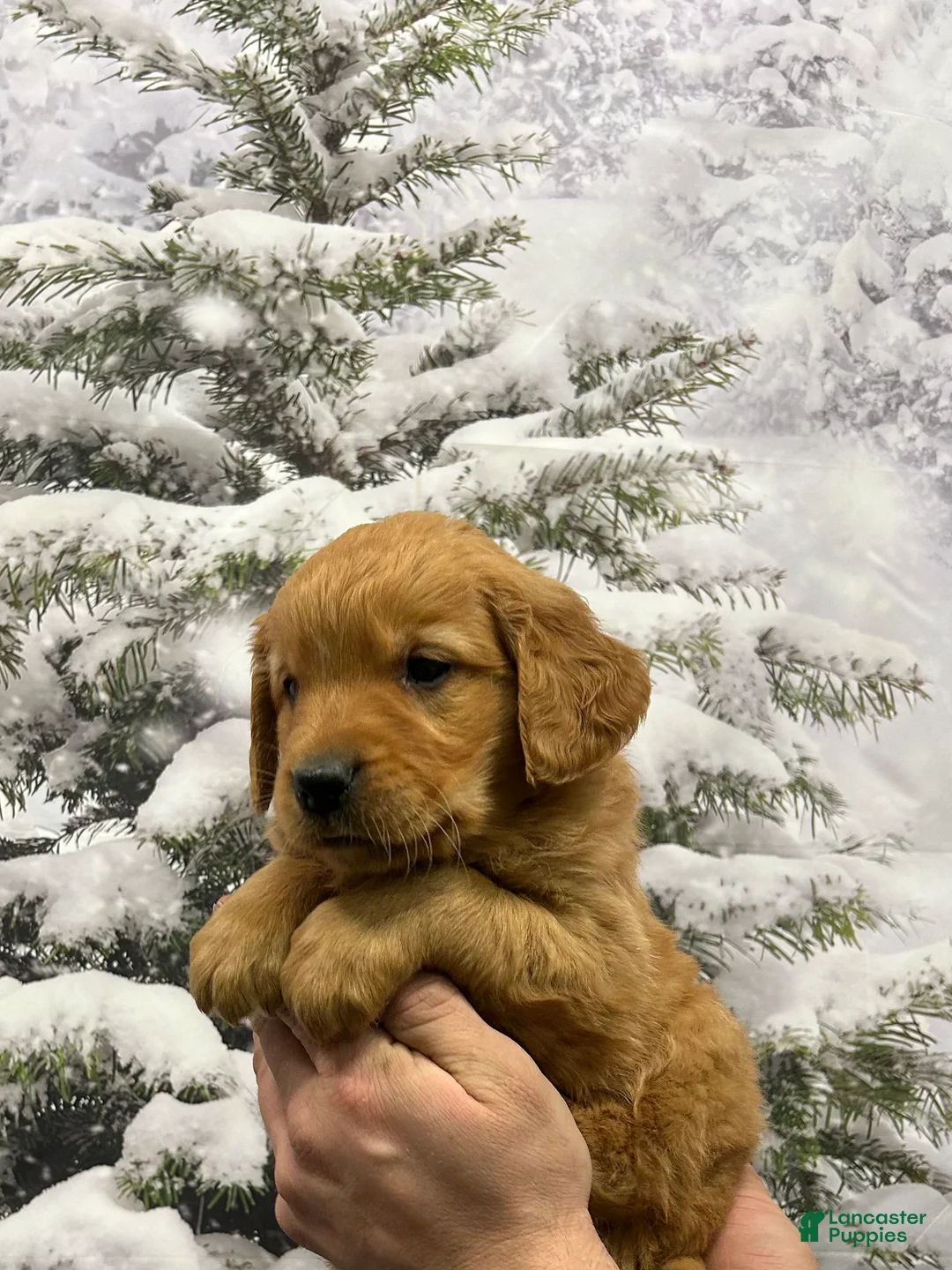 Golden Retriever dogs for sale: Charlie  - Ad 8