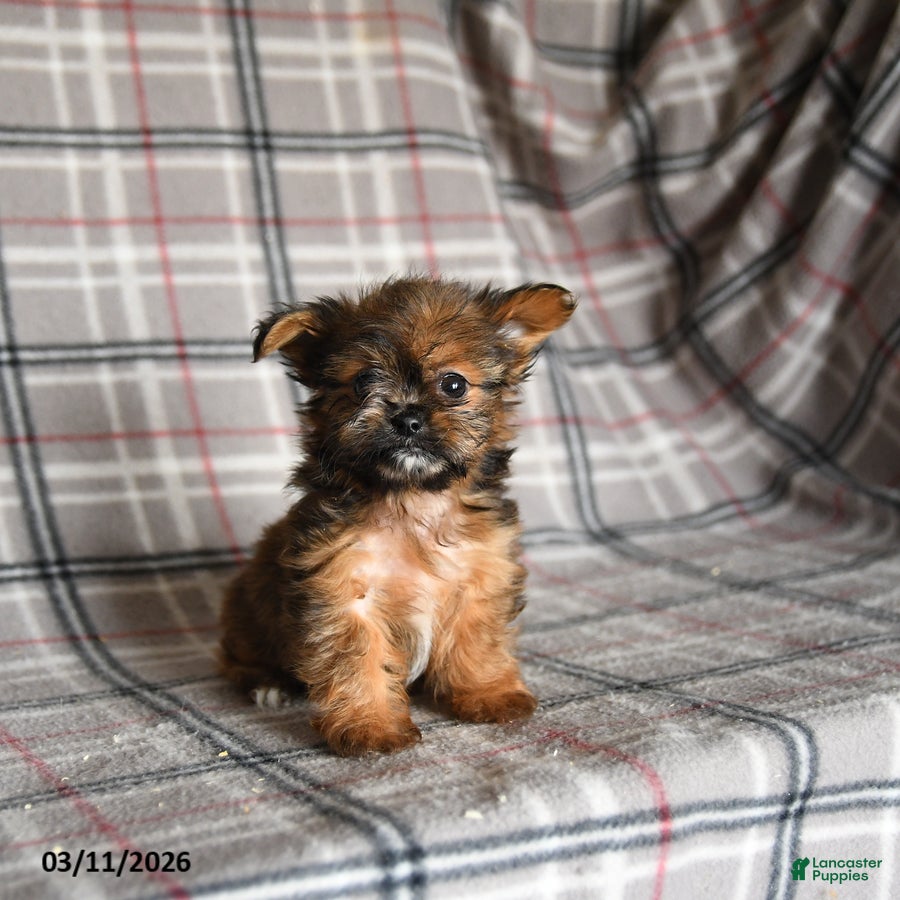 Shorkie dogs Lulu - Ad 1