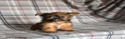 Shorkie dogs for sale: Lulu - Ad 1