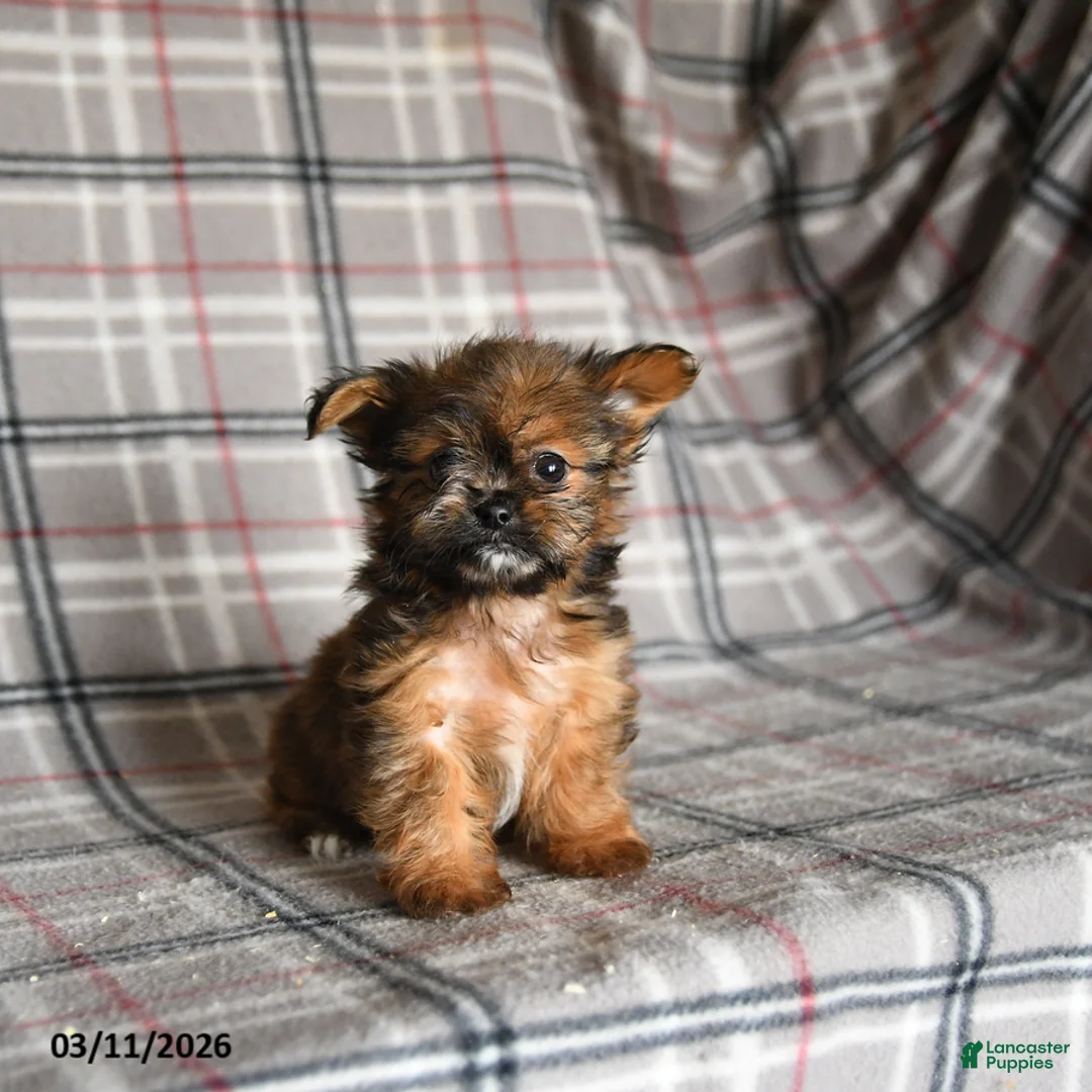 Shorkie dogs for sale: Lulu - Ad 1