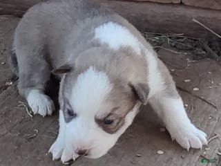 Siberian Husky dogs Siberian Husky Puppy 7 - Ad 6