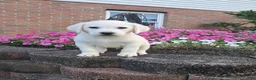 Labrador Retriever dogs for sale: Arch - Ad 3