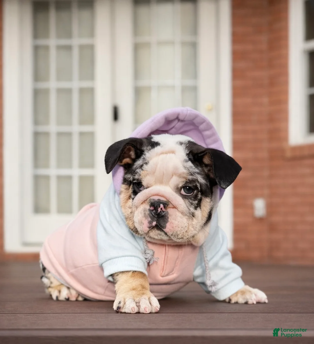 English Bulldog dogs for sale: Caroline - Ad 5