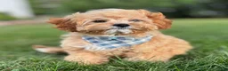 Cavapoo dogs for sale: Bounce Cavapoo Puppy  - Ad 3
