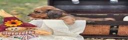 Miniature Dachshund dogs for sale: Red dapple - Ad 7