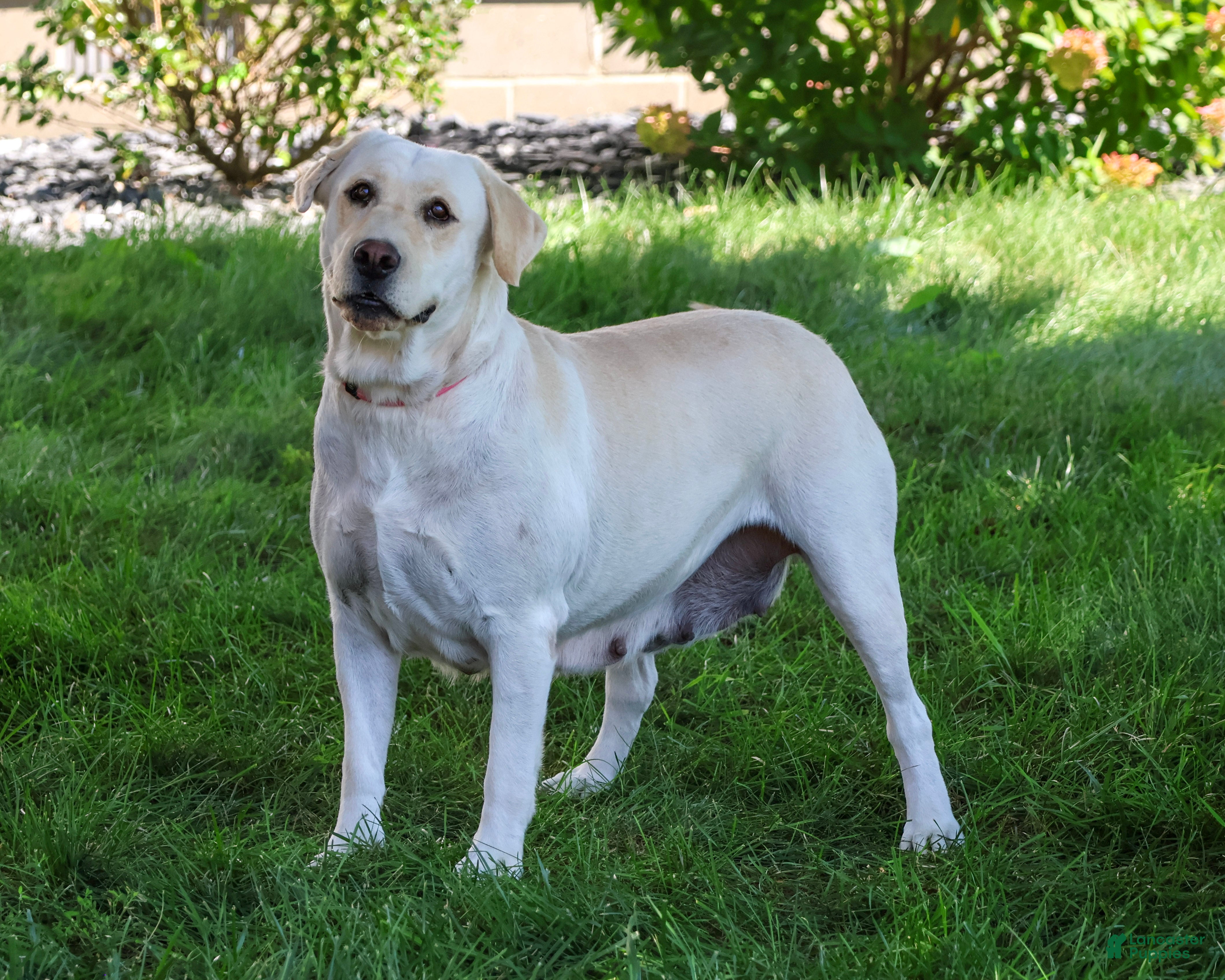 Labrador Retriever dogs Sparkle - Ad 1
