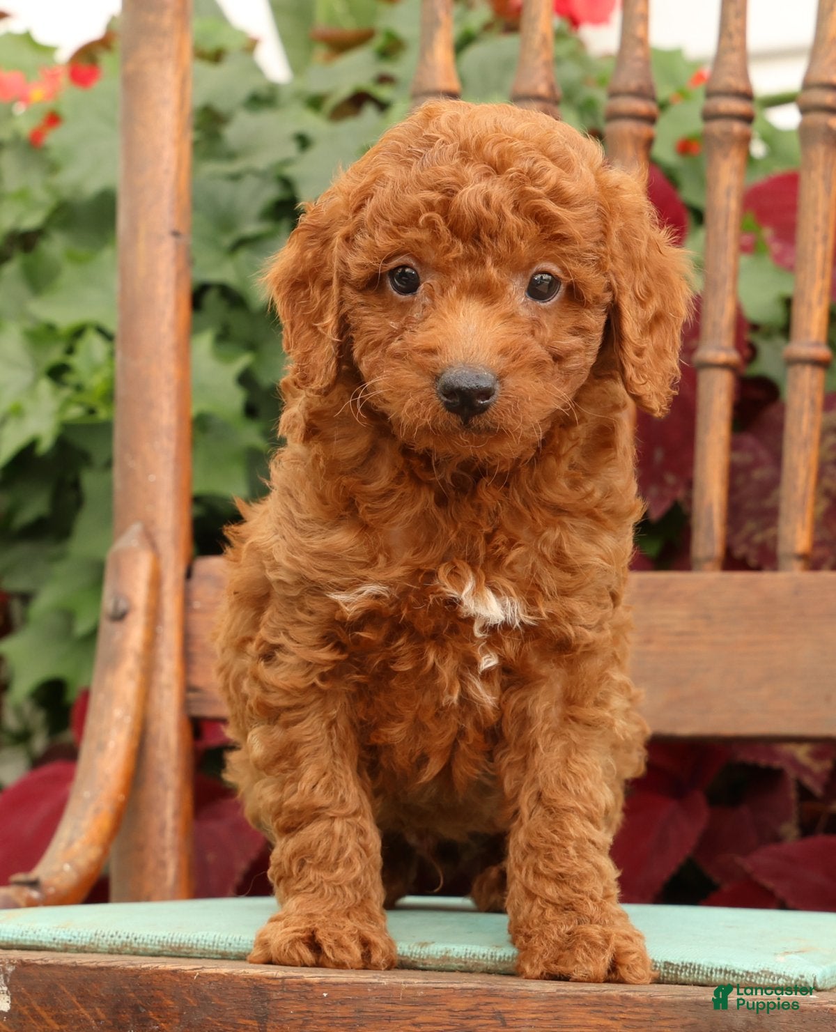 Miniature Poodle dogs Topper - Ad 1