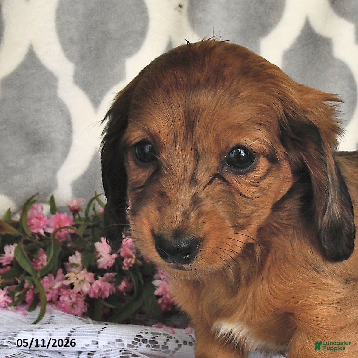 Miniature Dachshund dogs Rosy - Ad 1