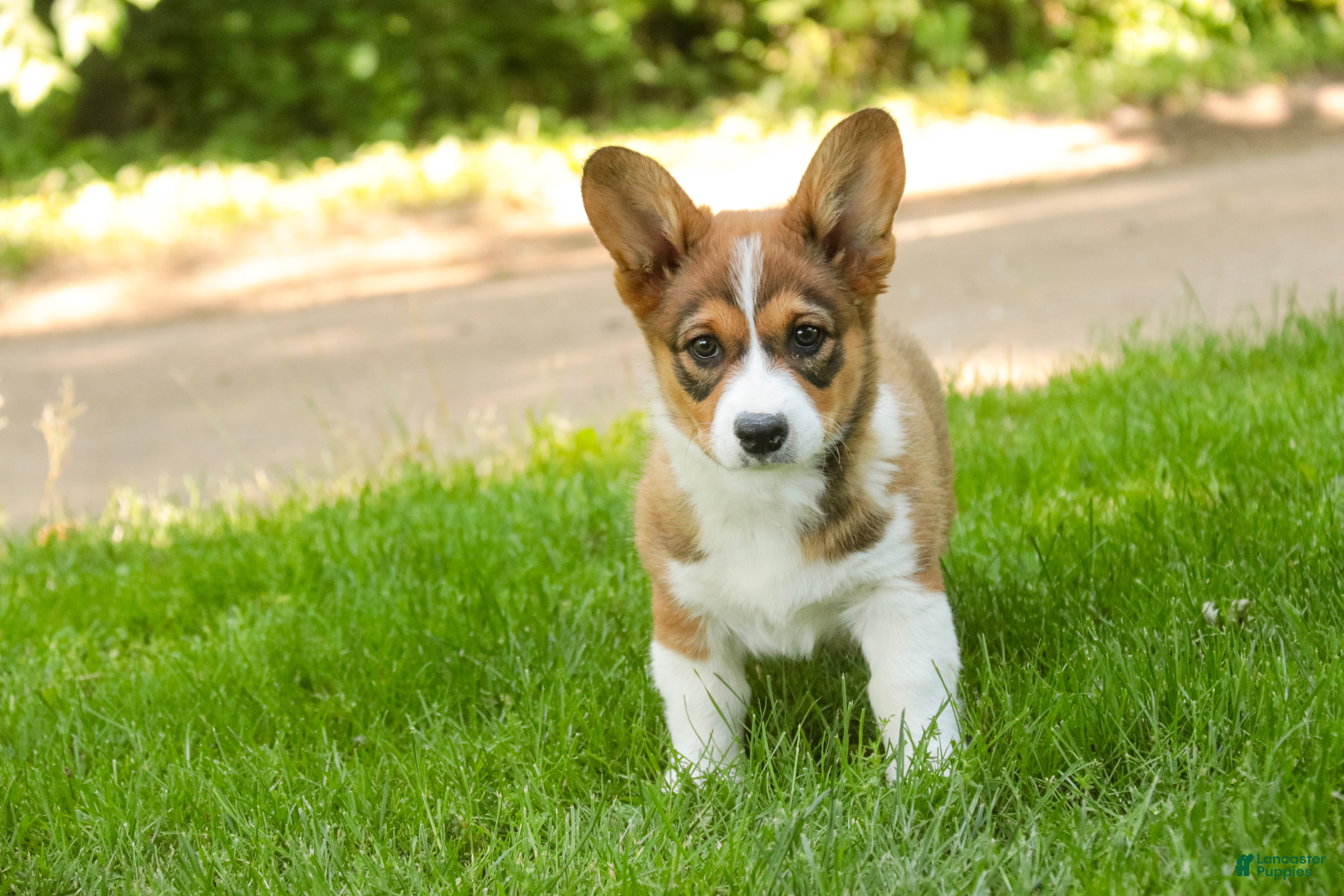 Welsh Corgi Pembroke dogs Giselle - Ad 2