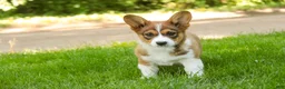 Welsh Corgi Pembroke dogs for sale: Giselle - Ad 2