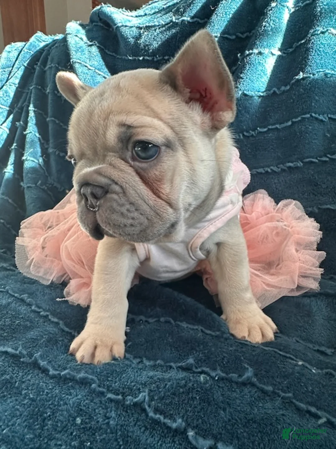 French Bulldog dogs for sale: Lilac Pretty - Ad 3