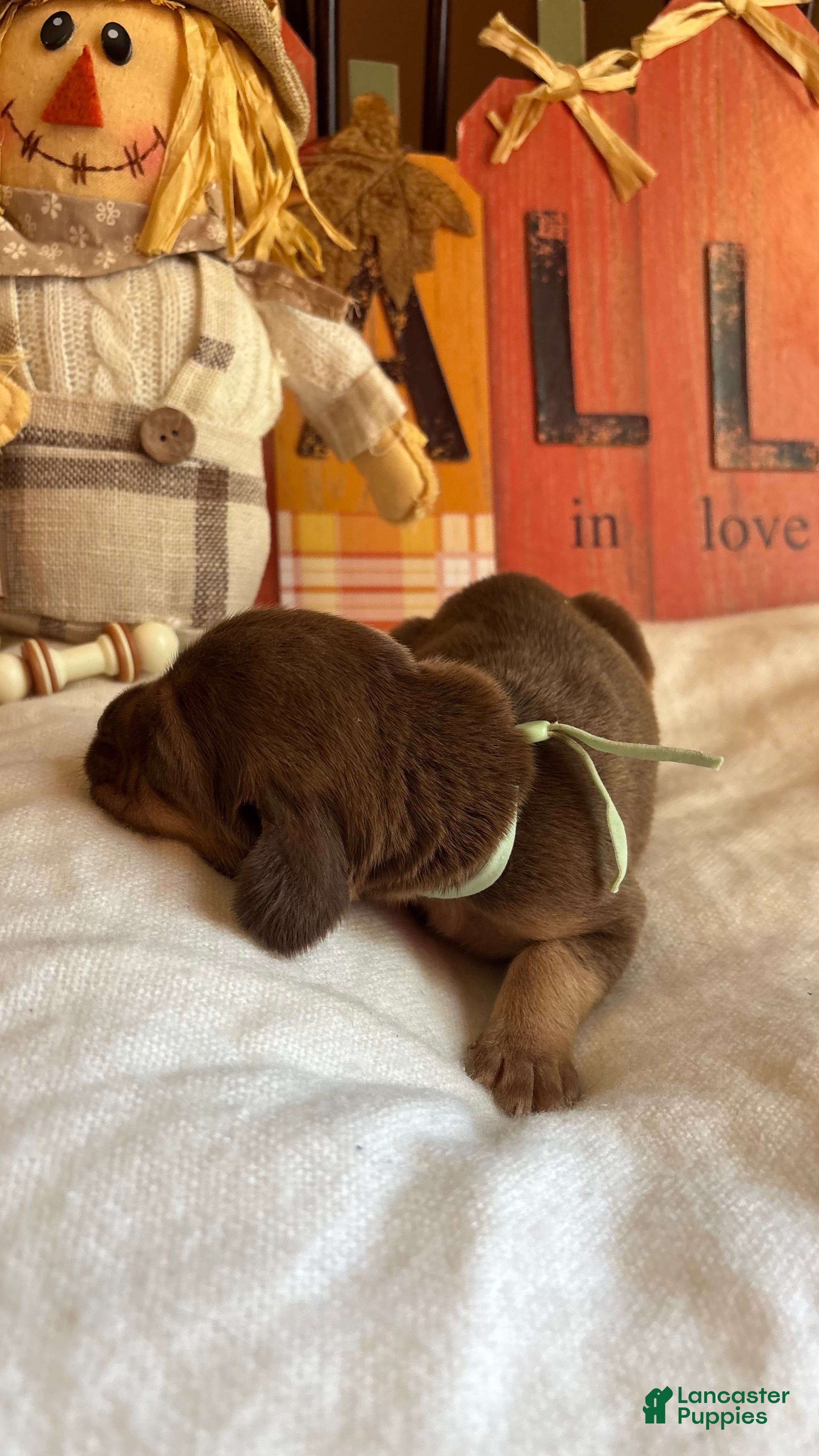 Bloodhound dogs Teal collar female  - Ad 2
