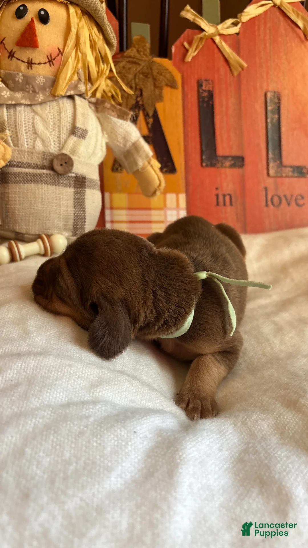 Bloodhound dogs for sale: Teal collar female  - Ad 2