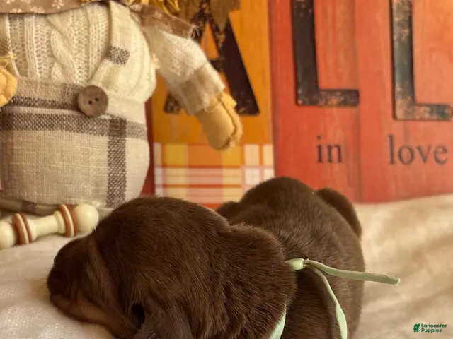 Bloodhound dogs for sale: Teal collar female - Ad 2