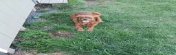 Cavapoo dogs for sale: Dasher - Ad 5