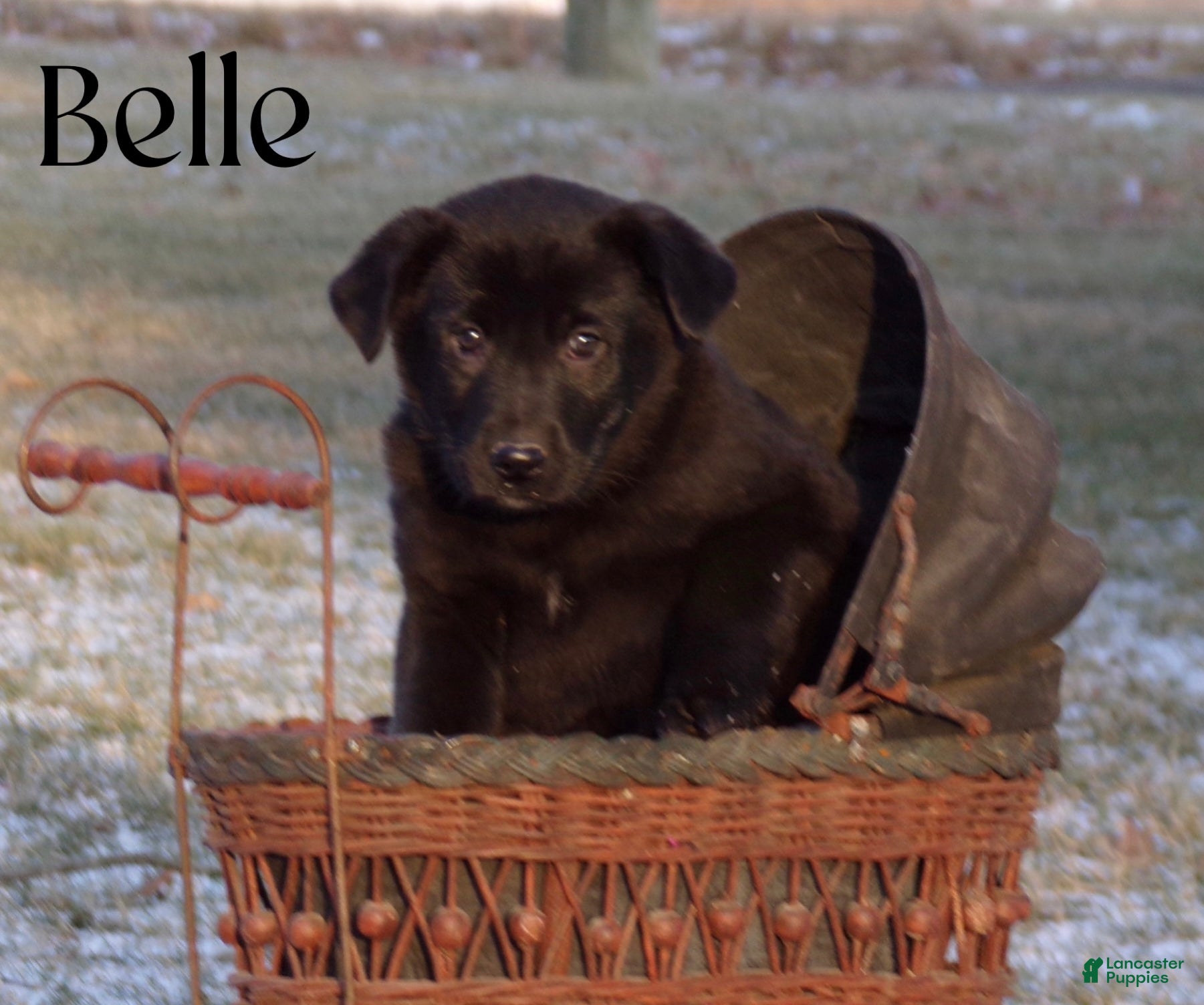 Mixed Breed dogs Belle  - Ad 1
