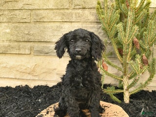 Toy Poodle dogs Shiloh House Raised - Ad 14