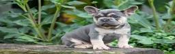 French Bulldog dogs for sale: Finley 🐶 - Ad 5