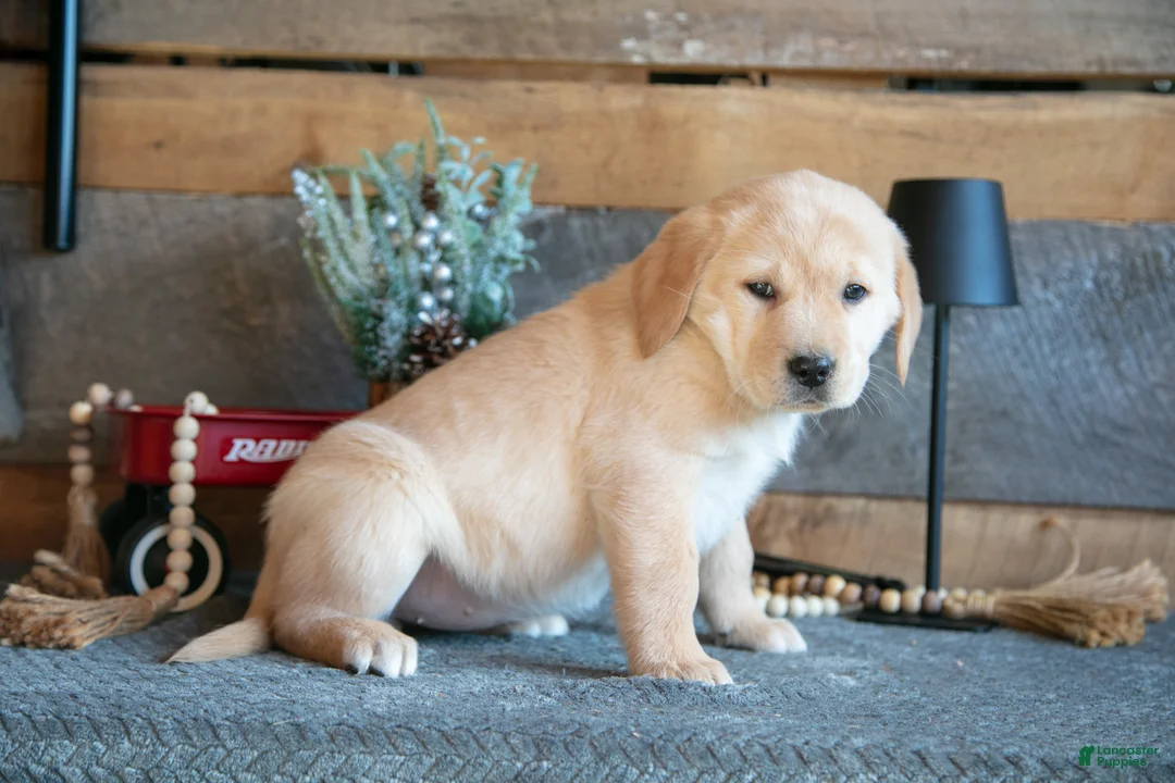 Goldador dogs for sale: Paisley - Ad 3